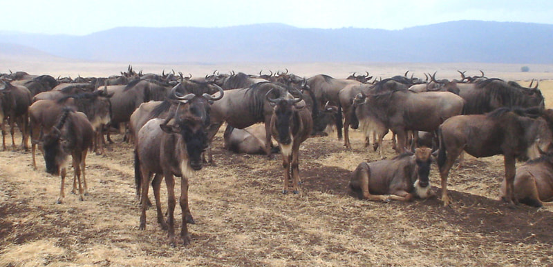 Great Wildebeest Migration in Serengeti