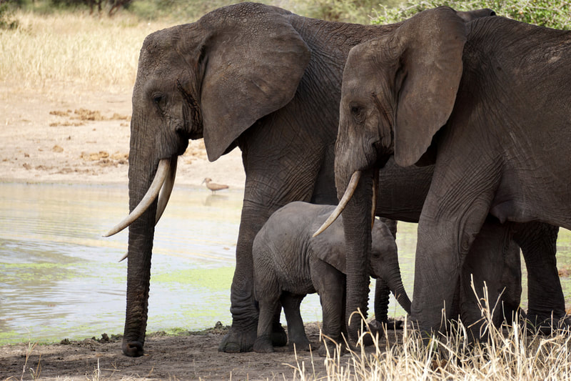 Elephants Tanzania Africa