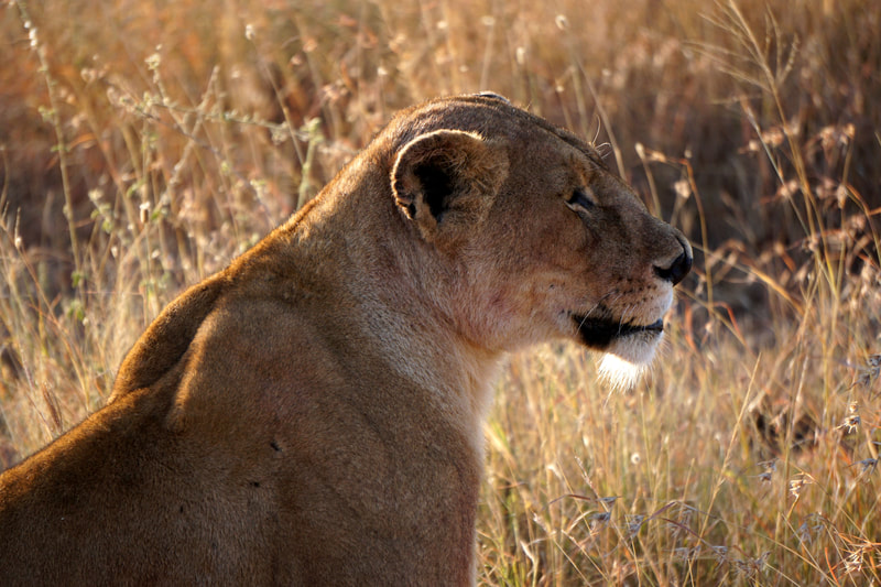 African Safari Lion in Serengeti 