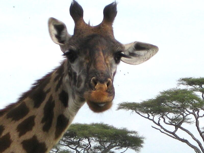 See African Safari Giraffes with Majestic Kilimanjaro