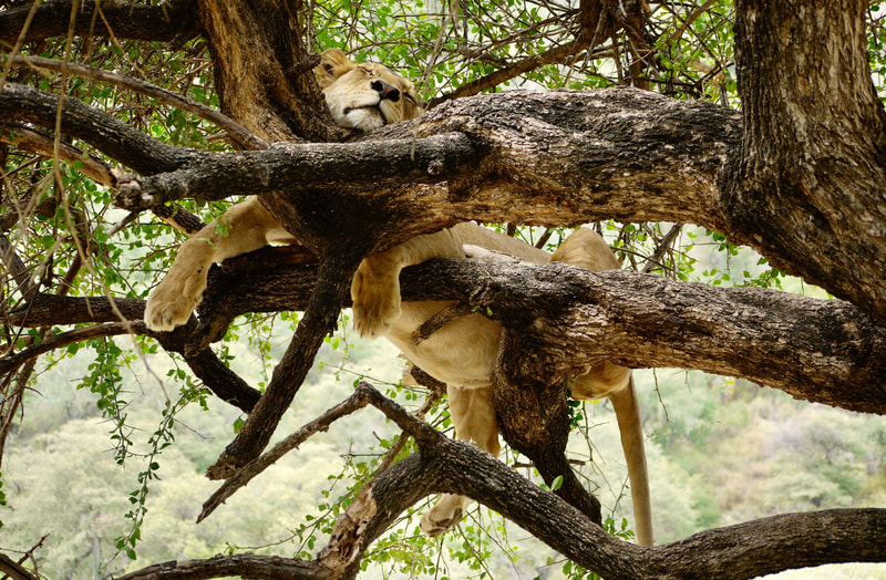 Tree Lion Lake Manyara Tanzania Africa